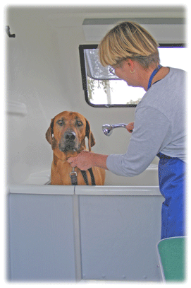 Dandy dogs store mobile grooming service